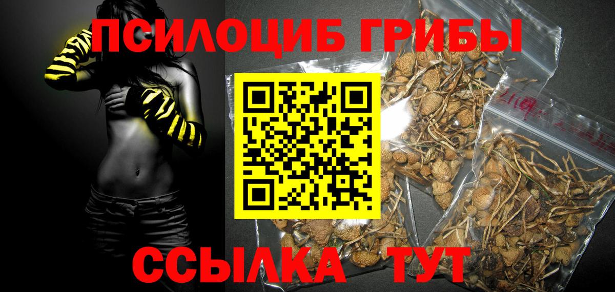 Заволжье  Псилоцибиновые грибы Psilocybine cubensis  Вход с VPN 